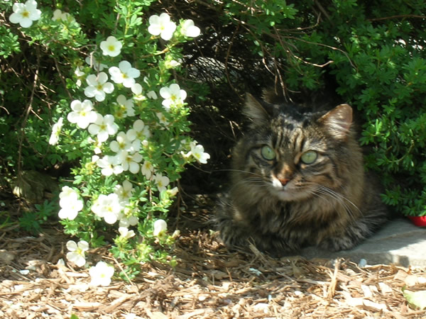 Kitty enjoying the shade