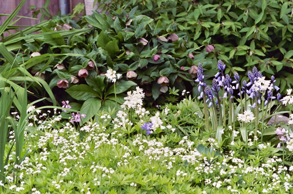 Hellebores and other flowers